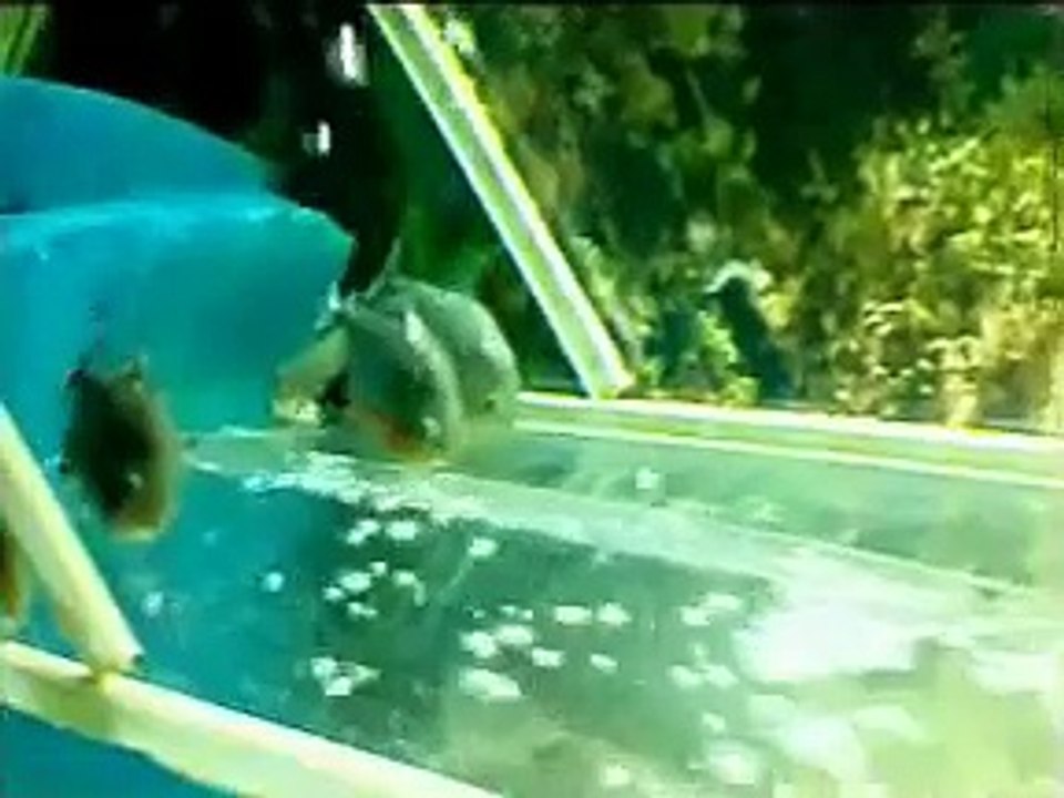 Serrasalmus Rhombeus vs Pygocentrus Nattereri (Red vs Black Piranha)