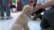 Puppy Training - SIRIUS Berkeley Puppy 1 (3.1)