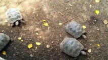 Baby Tortoises at Galápagos