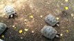 Baby Tortoises at Galápagos