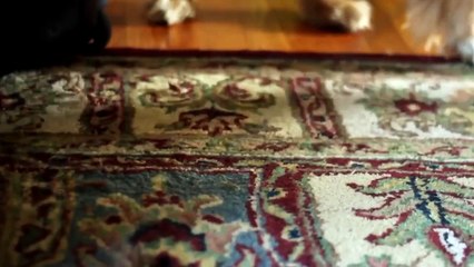 Köpek gezdiren drone