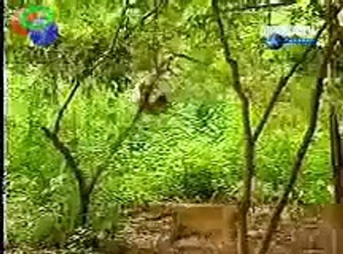 Funny Tigers beaten up badly for Stolen Generation LTTE Tamil tiger terrorists Sri Lanka