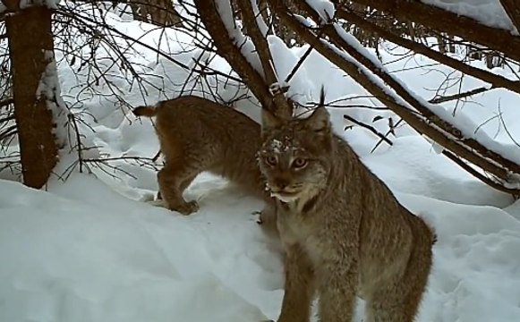 Vahşi Vaşak Yavruları