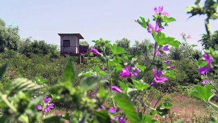 جزيرة بيلين البلغارية الساحرة معسكرٌ سابق للعمل القسري