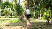 mm Coconut Harvesting in India