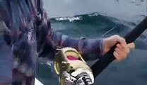 Shark attacked the Australian tourist family