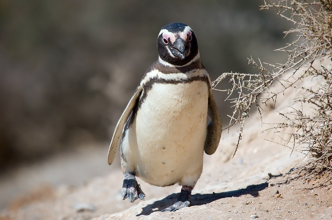 Macellan Pengueni