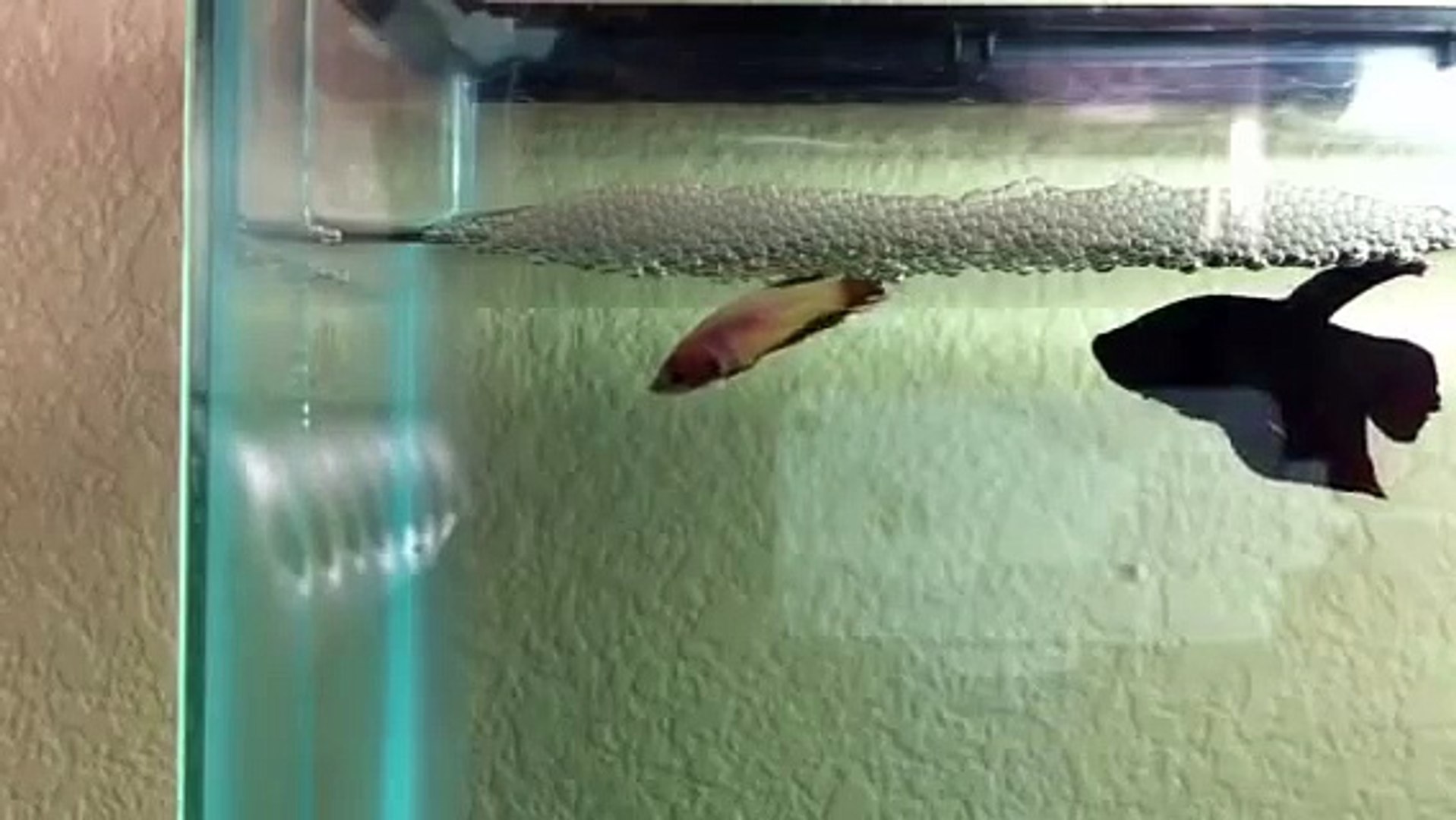 Betta Fish Laying Eggs