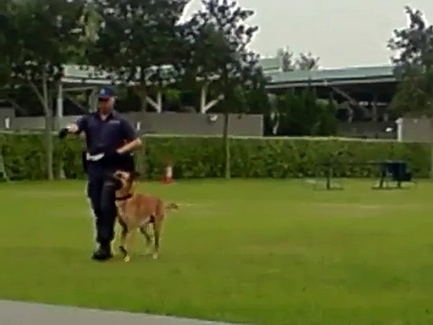 警犬 巡邏犬 行動指令 示範