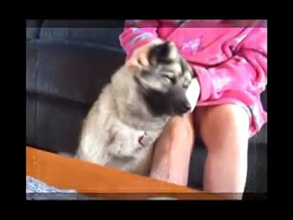 Life is better with an Elkhound