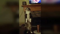The cat stands on two legs