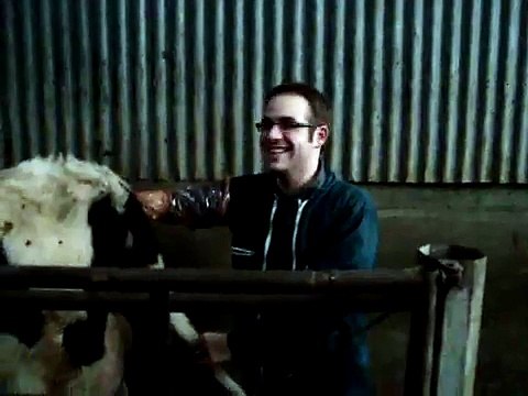 Pat le bras dans le cul d'une vache normande