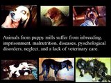 Shelters, Puppy Mills, & the Animal Testing Link