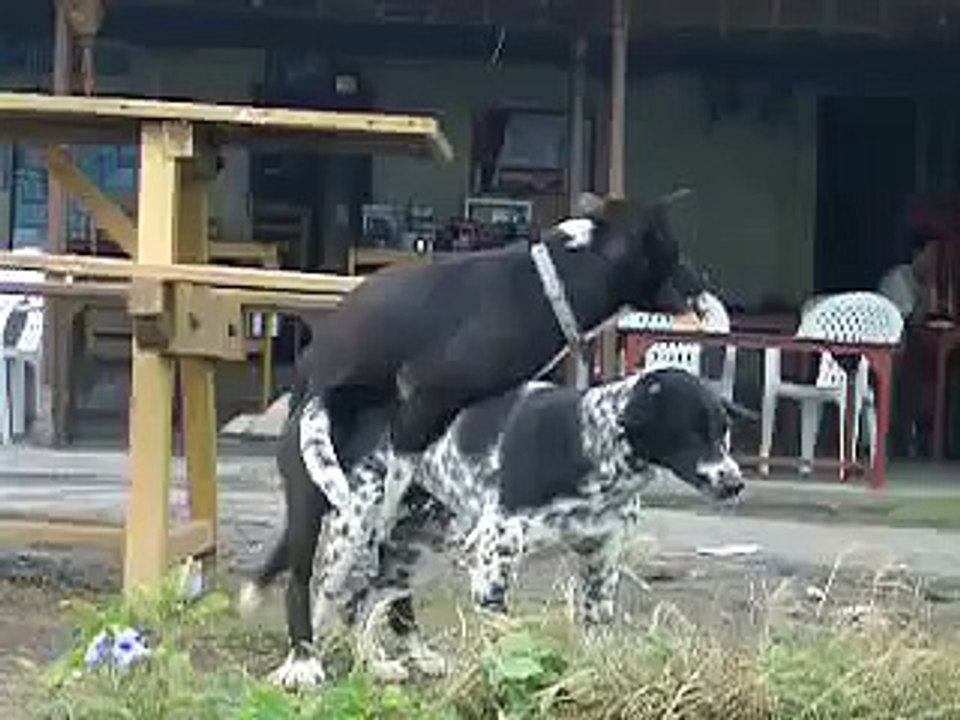 dogy style