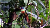 Aves Amazónicas (Conteo Navideño de Aves Quijos - Napo)