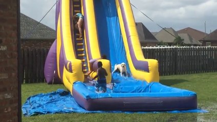 This Dog Loves Water Slides!