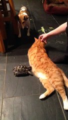 Mad Tortoise Attacks Fred The Cat