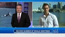 Caught on cam Whale freed from fishing rope in B C