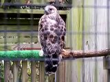 Red-shouldered hawk