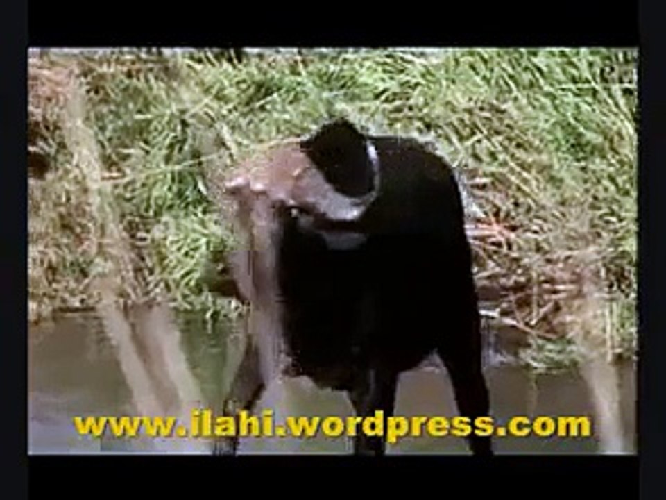 Afrikanın Seri Katilleri - Hayvanlar Alemi - Belgesel -