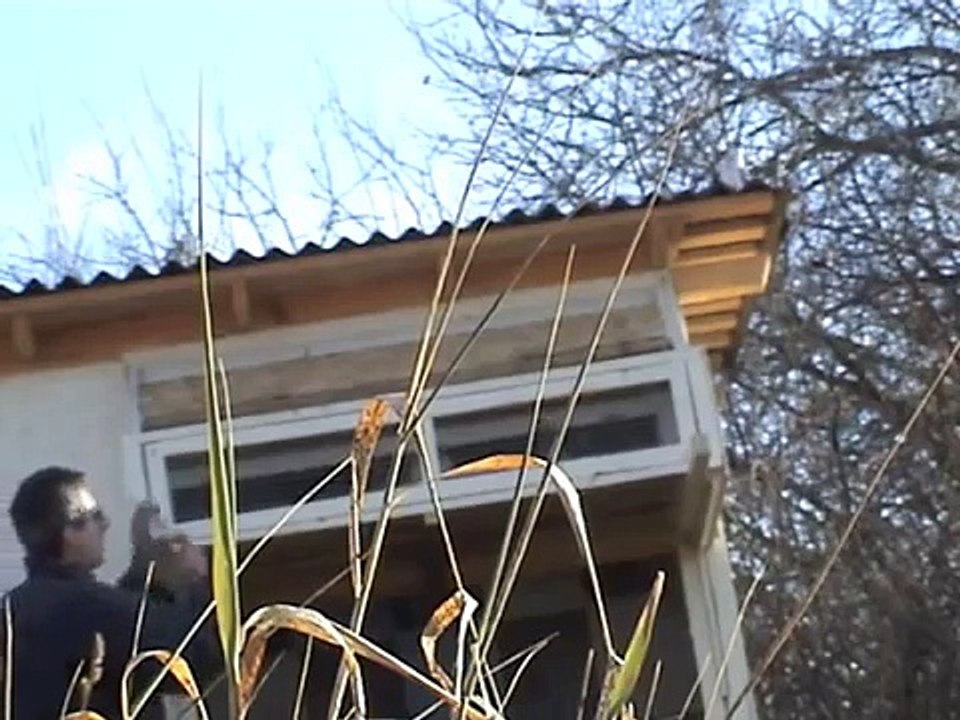 Falcons VS Pigeons