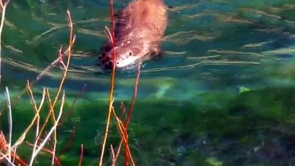 NUTRIA EN EL PARQUE NATURAL DE CAZORLA,SEGURA Y LAS VILLAS