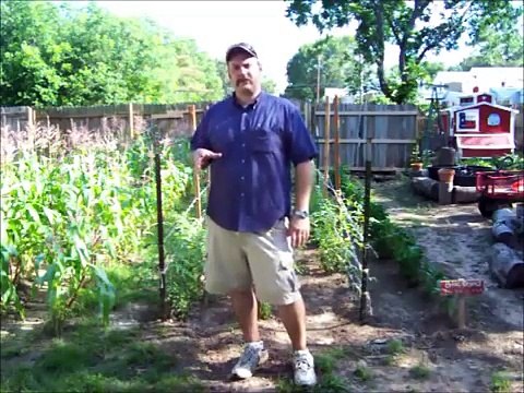 Vegetable Garden - Planting Purple Hull Peas