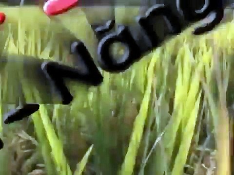 TVC PHÂN BÓN, PHÂN LÂN, NPK, PHÂN ĐẠM NHẬN LÀM PHIM QUẢNG CÁO 0988707240