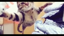 Funny cats Jokes ANIMAL