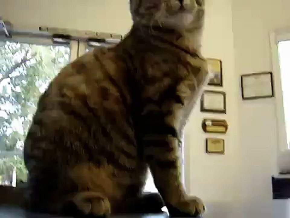 Hoodie Ninja Kitty