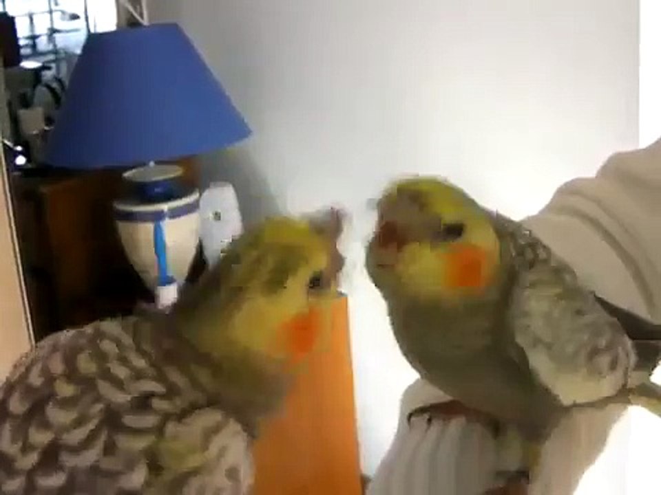 Pablo le calopsitte, je suis trop trop beau !