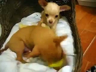 Chihuahuas Bebes