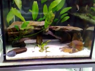 Tanganyika Fishroom tour