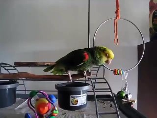 Bebek Gibi Ağlayan Acayip Papağan :)