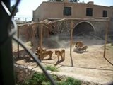 Lions Eat Live Donkeys