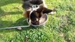 #2. Dog eating Tuna Fish and Rice for breakfast. Tyson the German Shepherd Wonder Dog eating food.