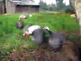 guinea fowl hanging out