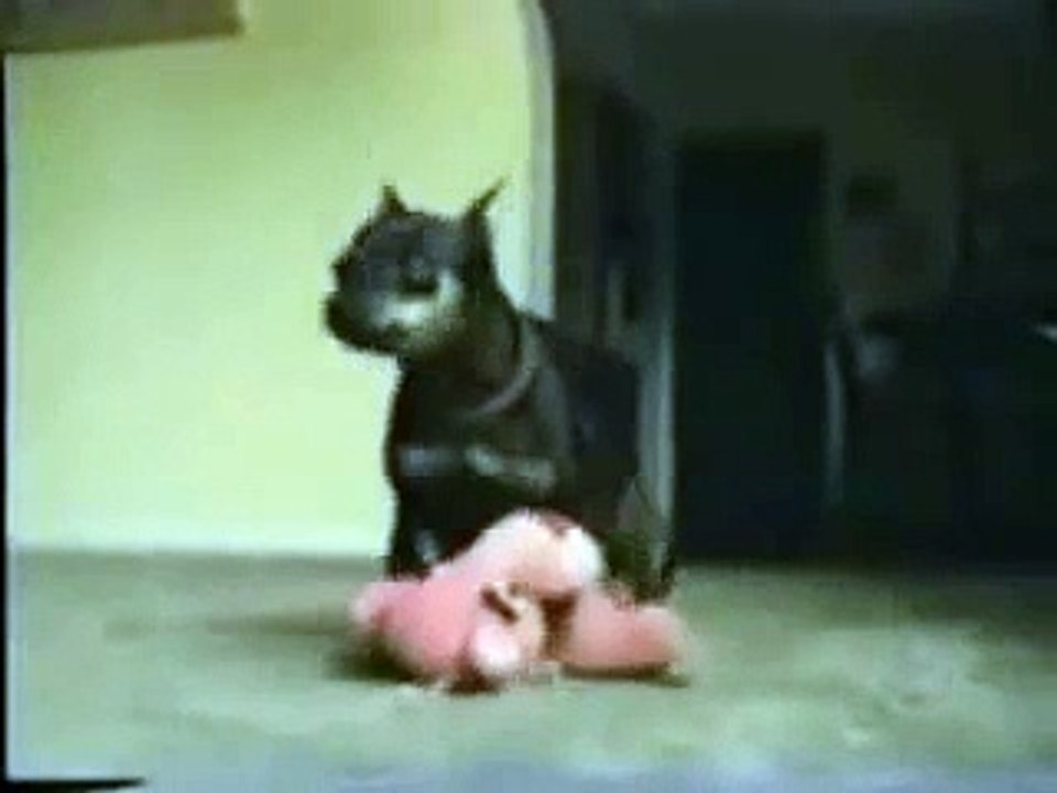 חיות מצחיקות