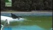 Ellen Degeneres and Dog In Pool
