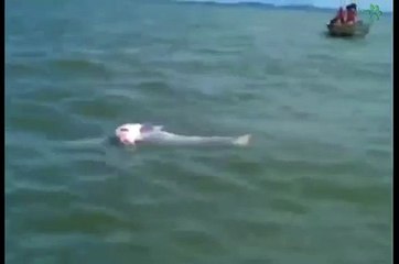 Madre delfín lleva a su cría fallecida