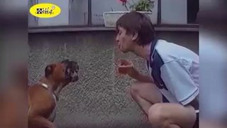 funny compilation of drinking dogs -very funny