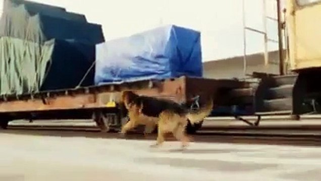 Beverly Hills Chihuahua