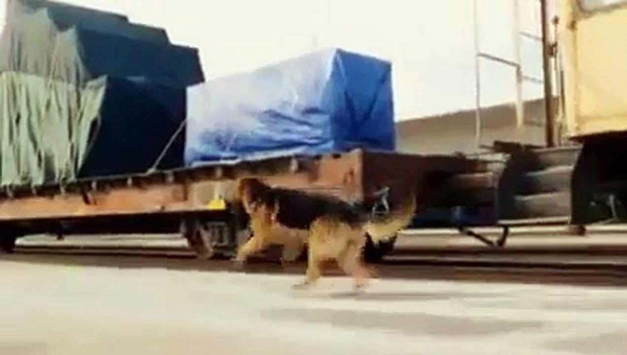 Beverly Hills Chihuahua