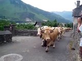 Transhumance in the Vallee d'Ossau - Pyrenees, France