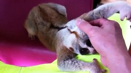 カワウソ劇場 私もして欲し〜い