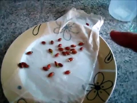 Germinating Citrus Seeds the Easy Way