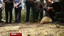 Equidna albina rara perdida é devolvida a reserva natural