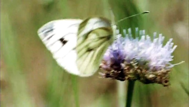 Vlees 1(Vlees aka Meat)