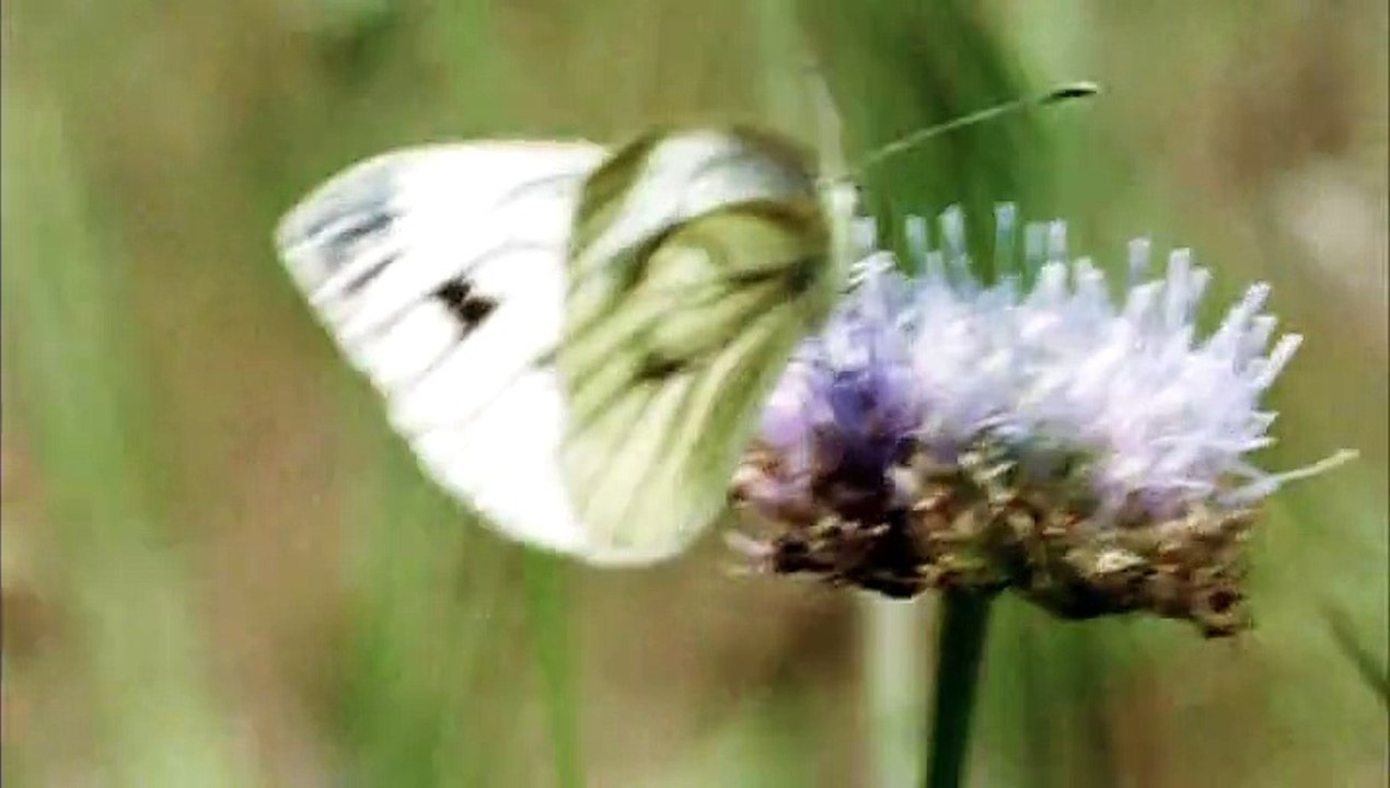 Vlees 1(Vlees aka Meat)