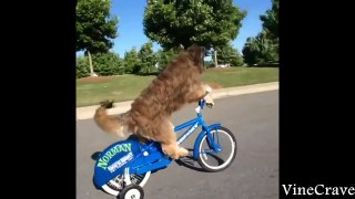 Funny Dog Vines Greatest Hits Compilation ✔